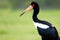 Black-necked stork (Ciconia nigra). Generative AI