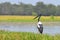 The black necked stork Ephippiorhynchus asiaticus is a tall long necked wading bird in the stork family, Kakadu National Park