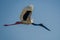 Black necked stork flying high