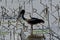 Black Necked Stork Has Caught A Fish