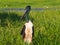 Black-necked Stork, Jabiru, Ephippiorhynchus asiaticus