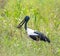 Black- Necked Stork or Jabiru Ephippiorhynchus asiaticus feeding on a long-necked turtle
