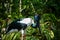 Black necked stork  in natural environment