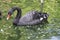 Black necked swan