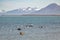 Black-necked Swan in Almirante Montt Gulf in Patagonia - Puerto Natales, Magallanes Region, Chile