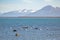 Black-necked Swan in Almirante Montt Gulf in Patagonia - Puerto Natales, Magallanes Region, Chile