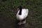 Black Necked Swan Cygnus melancoryphus