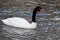 Black-necked Swan, Cygnus melancoryphus