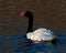 The black-necked swan, Cygnus melancoryphus