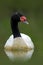 Black-necked Swan Cygnus melancoryphus in the green water. Detail portrait of beautiful bird. Swan on the lake surface. Animal fro