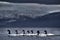 Black-necked swan, Cygnus melancoryphus, in sea water, snowy mountain in the background, Puerto Natales, Patagonia, Chile. Swans