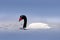 Black-necked swan, Cygnus melancoryphus, in sea water, snowy mountain in the background, Puerto Natales, Patagonia, Chile. Swans