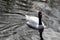 Black necked swan is a native of the southern half of South America and the Falkland Islands
