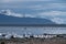 The black-necked swan in Patagonia in Southern Chili near Torres del Paine national park.