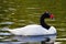 Black necked swan, swimming in North West wetlands.