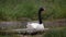 Black-necked swan is swimming in the pond
