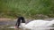 Black-necked swan is swimming in the pond