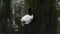Black-necked swan swims in the pond