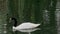 Black-necked swan swims in the pond looking for food