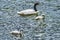 Black-necked Swans Babies Punta Natales Chile