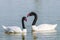 A black necked swans Cygnus melancoryphus swimming at an oasis lagoon Al Qudra Lakes in the desert in the United Arab Emirates