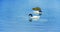 Black-necked swans swim in the lake, Patagonia, Argentina. Copy space for text