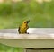 Black-necked Weaver after bath