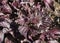 Black nettle, Perilla frutescens, Shiso