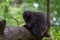 Black new world porcupine sitting on a tree branch with a blurred background