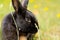 Black new zealand rabbit in a field of flowers