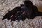 Black newborn poodle puppies lie on a blanket. Little crumbs with bows on the back next to their mother