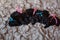 Black newborn poodle puppies lie on a blanket. Small crumbs with bows on the back