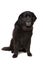 Black Newfoundland dog