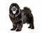 black Newfoundland dog - Canis Lupus familiaris - large breed of working dog isolated on white background looking at camera close