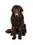 Black Newfoundland Dog Isolated on White