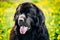 Black Newfoundland Dog Summer Meadow. Outdoor