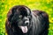 Black Newfoundland Dog Summer Meadow. Outdoor