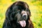 Black Newfoundland Dog Summer Meadow. Outdoor Close Up Portrait