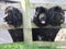 Black newfoundland dogs looking through wooden fence in Ireland