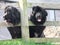 Black newfoundland dogs looking through wooden fence in Ireland