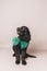 Black newfoundland puppy with green bow tie against a grey seamless background