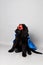 Black newfoundland with a red hero mask and blue cape against a grey seamless background
