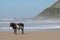 Black Nguni cow on the sand at Second Beach, Port St Johns on the wild coast in Transkei, South Africa. 