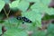 Black night butterfly sitting on a green leaf in the forest