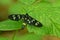 Black night butterfly sitting on a green leaf in the forest