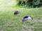 Black night heron and chicks protecting territory