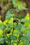 Black nightshade berries