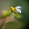 Black nightshade flower.