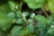 Black nightshade flowers