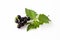 Black nightshade, fruits, leaves, poisonous plant, white backgro